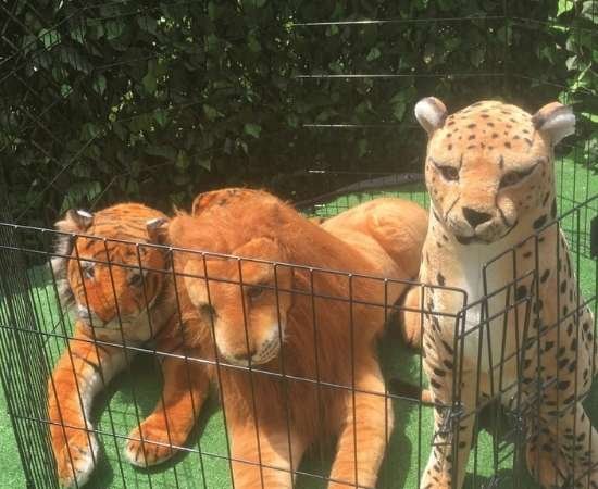 slide-animalkingdom-3