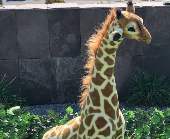 slide-animalkingdom-5